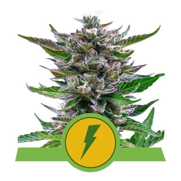 Royal Queen Seeds North Thunderfuck USA Premium Auto 3 Stk feminisiert