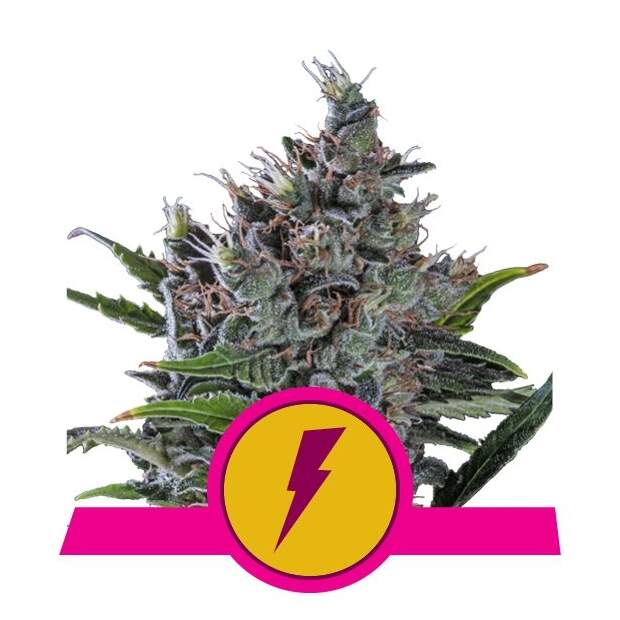 Royal Queen Seeds North Thunderfuck USA Premium 3 Stk feminisiert