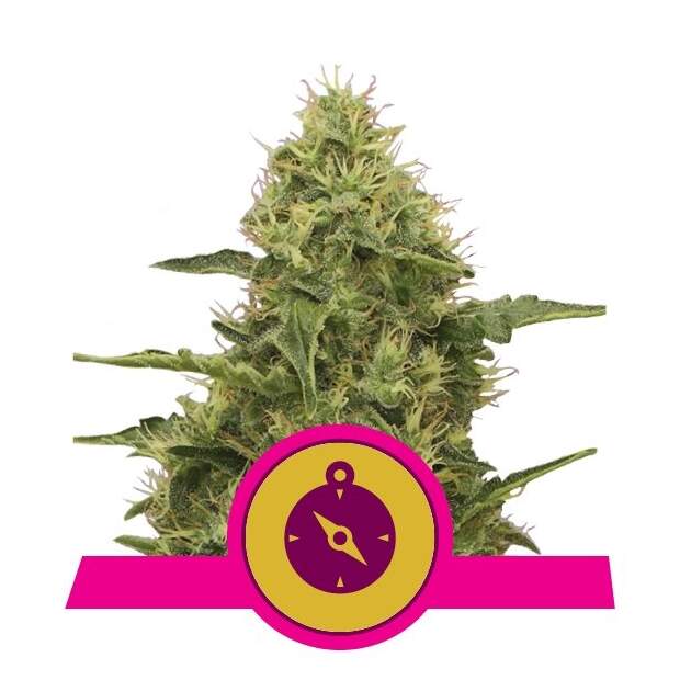Royal Queen Seeds Northern Light 5 pcs feminised
