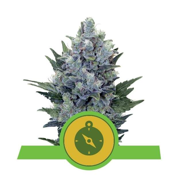 Royal Queen Seeds Northern Light Auto 5 Stk feminisiert