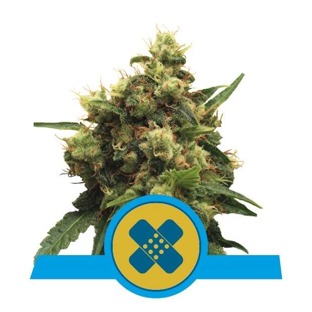 Royal Queen Seeds Painkiller XL CBD 10 Stk feminisiert