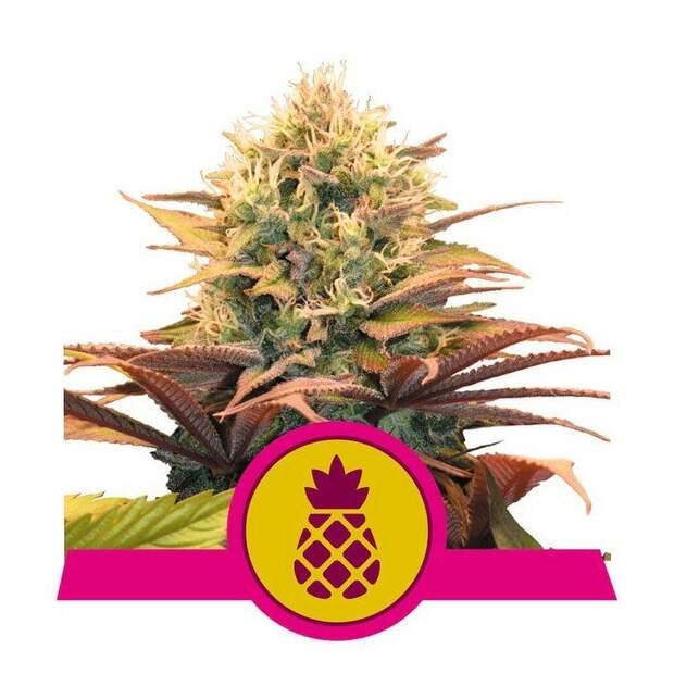 Royal Queen Seeds Pineapple Kush 5 Stk feminisiert