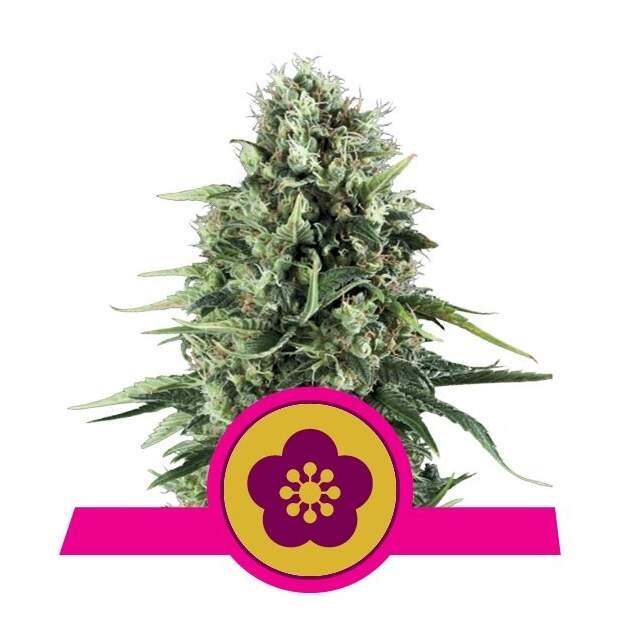 Royal Queen Seeds Power Flower 5 Stk feminisiert