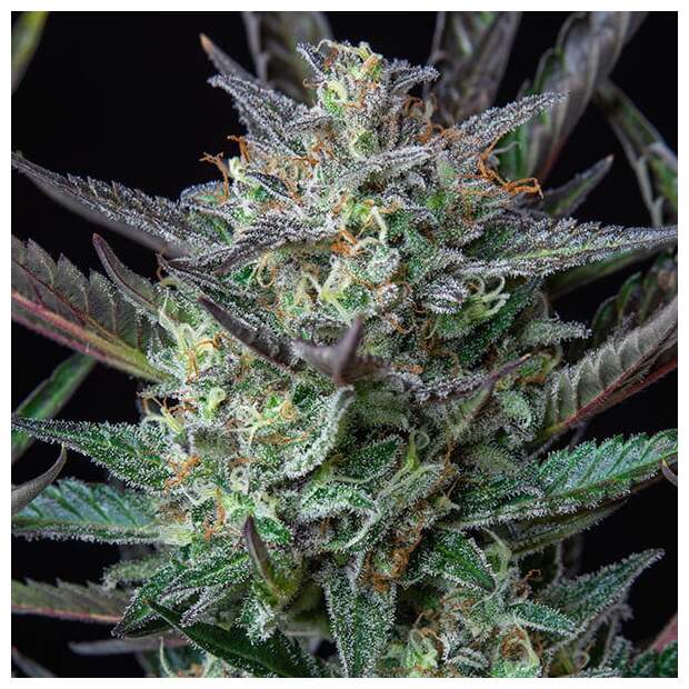 Royal Queen Seeds Purple Punch USA Premium Auto 5 Stk feminisiert