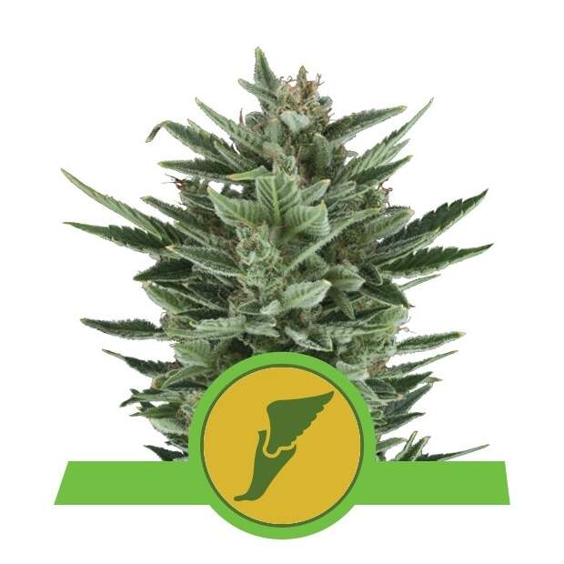 Royal Queen Seeds Quick One Auto 5 pcs feminised