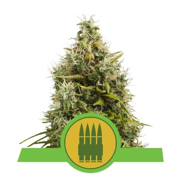 Royal Queen Seeds Royal AK Auto 10 pcs feminised