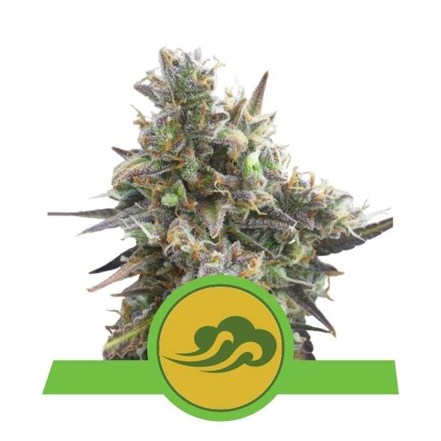 Royal Queen Seeds Royal Bluematic Auto 3 Stk feminisiert