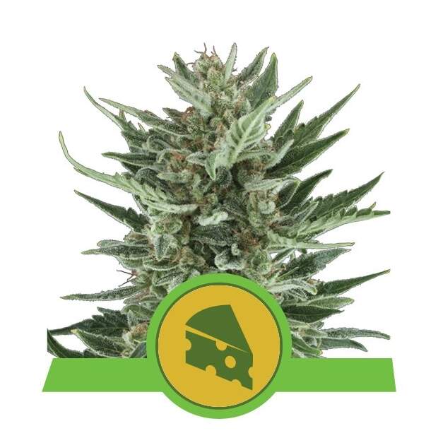 Royal Queen Seeds Royal Cheese Auto 3 Stk feminisiert