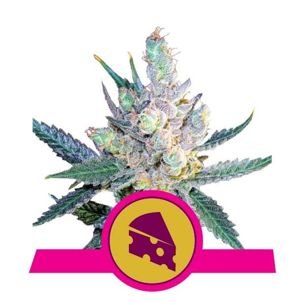 Royal Queen Seeds Royal Cheese Fast Version 10 Stk feminisiert