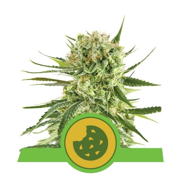 Royal Queen Seeds Royal Cookies USA Premium Auto 3 Stk feminisiert