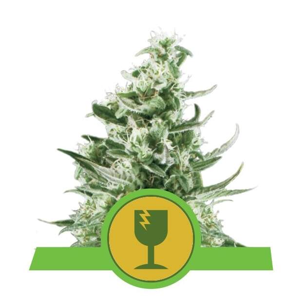 Royal Queen Seeds Royal Critical Auto 3 Stk feminisiert