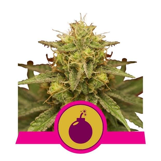 Royal Queen Seeds Royal Domina 3 Stk feminisiert