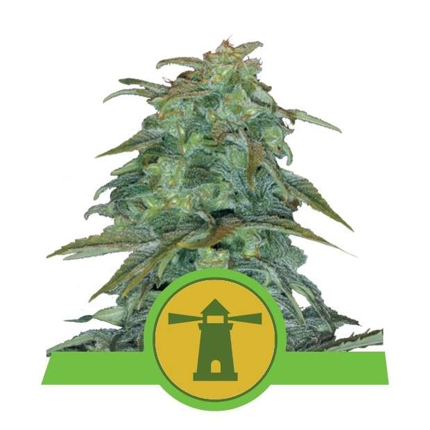 Royal Queen Seeds Royal Haze Auto 5 pcs feminised