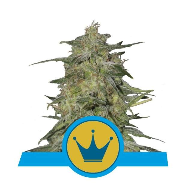 Royal Queen Seeds Royal Highness CBD 5 pcs feminised