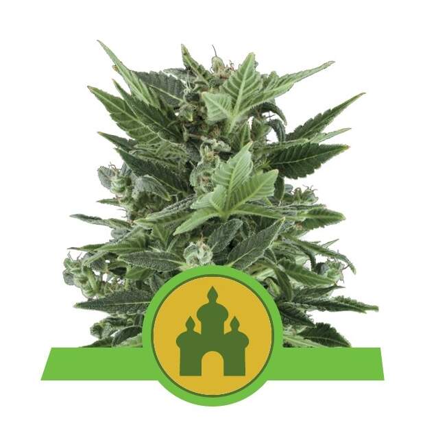 Royal Queen Seeds Royal Kush Auto 3 pcs feminised