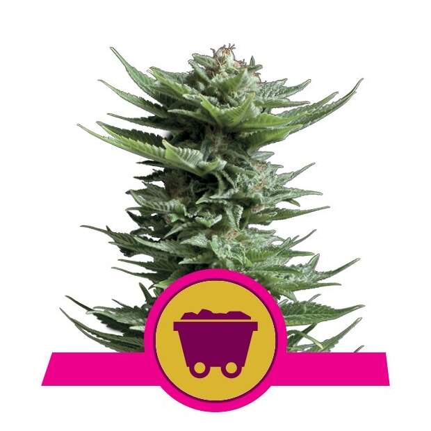 Royal Queen Seeds Shining Silver Haze 10 Stk feminisiert