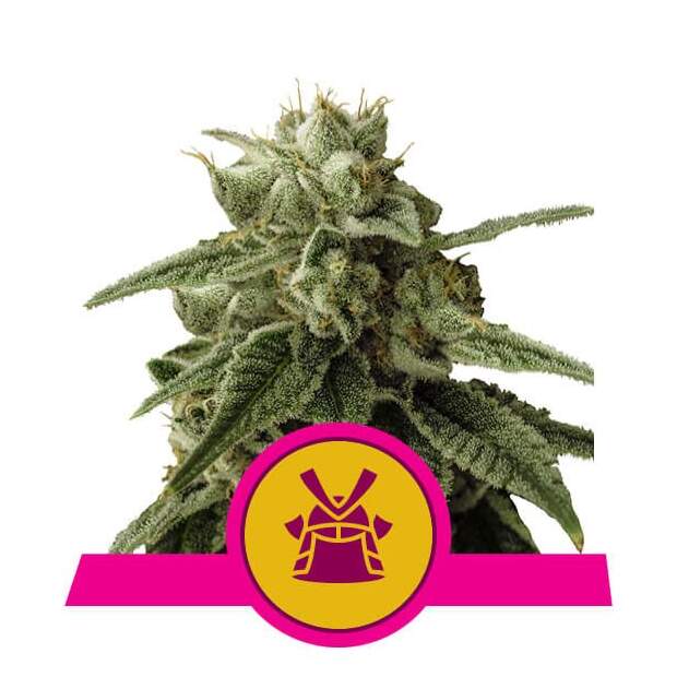 Royal Queen Seeds Shogun 3 Stk feminisiert