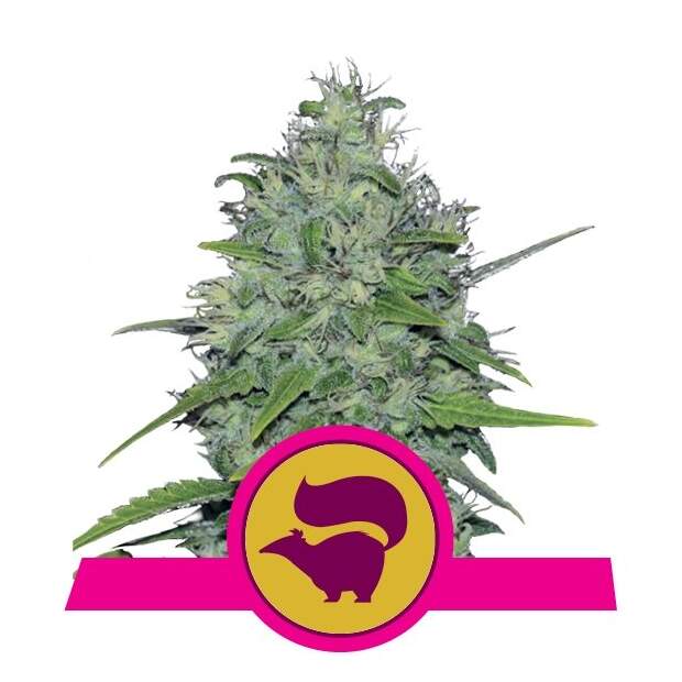 Royal Queen Seeds Skunk XL 3 pcs feminised