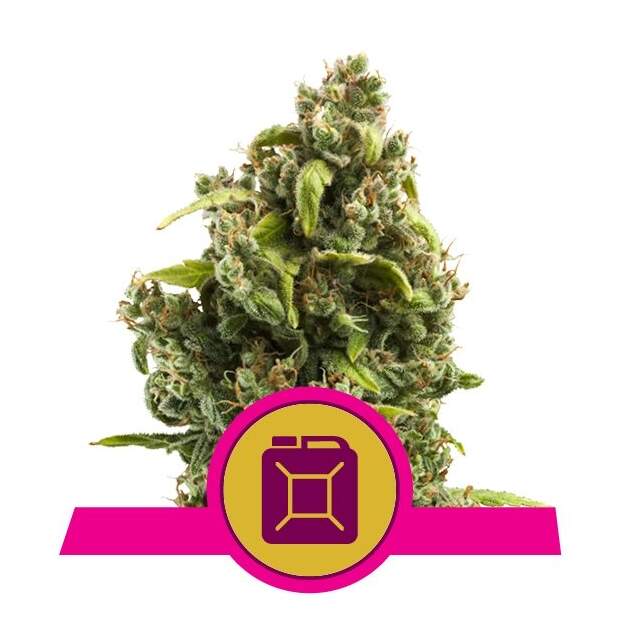 Royal Queen Seeds Sour Diesel 3 pcs feminised