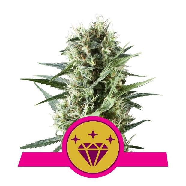 Royal Queen Seeds Special Kush  #1 5 Stk feminisiert