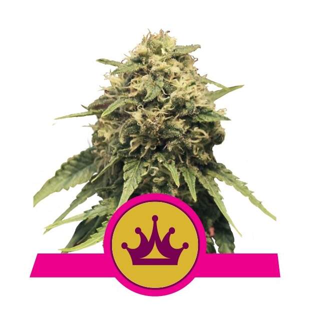 Royal Queen Seeds Special Queen #1 5 Stk feminisiert