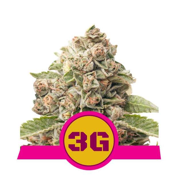 Royal Queen Seeds Triple G USA Premium 3 Stk feminisiert