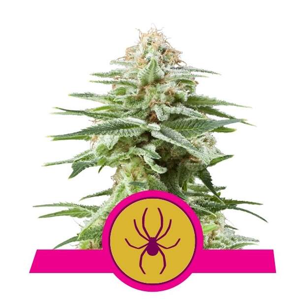 Royal Queen Seeds White Widow 3 pcs feminised