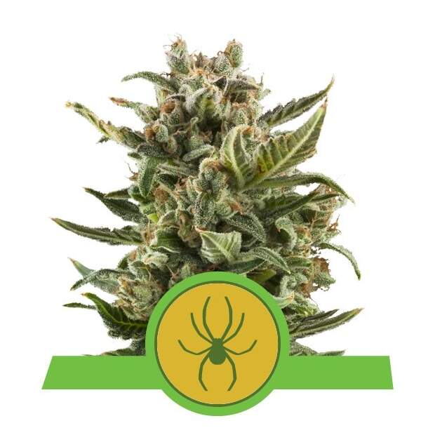 Royal Queen Seeds White Widow Auto 3 Stk feminisiert