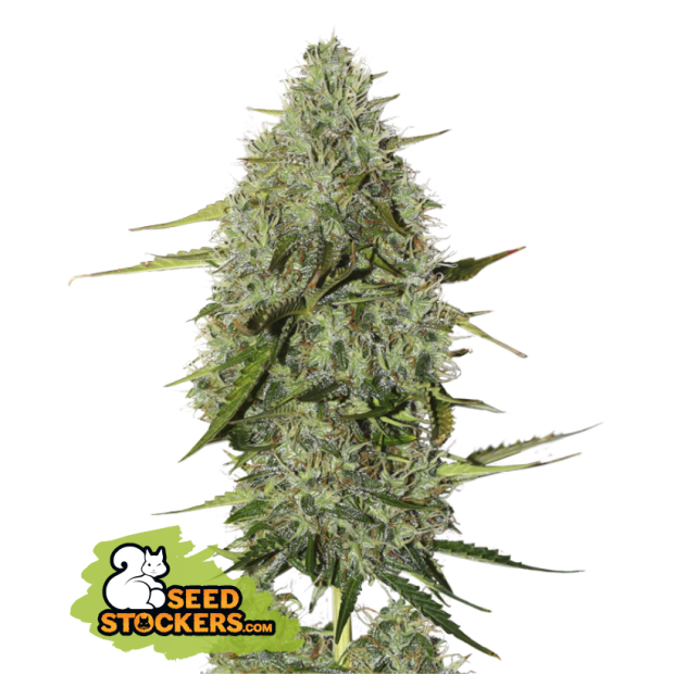 Seedstockers Bcn Critical XXL Auto 5 pcs feminised