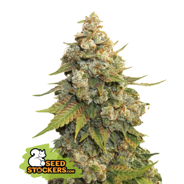 Seedstockers Golden Lemon Haze 3 pcs feminised