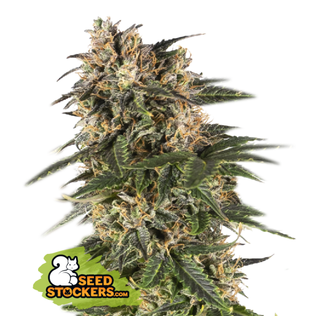 Seedstockers Northern Lights Auto 5 Stk feminisiert