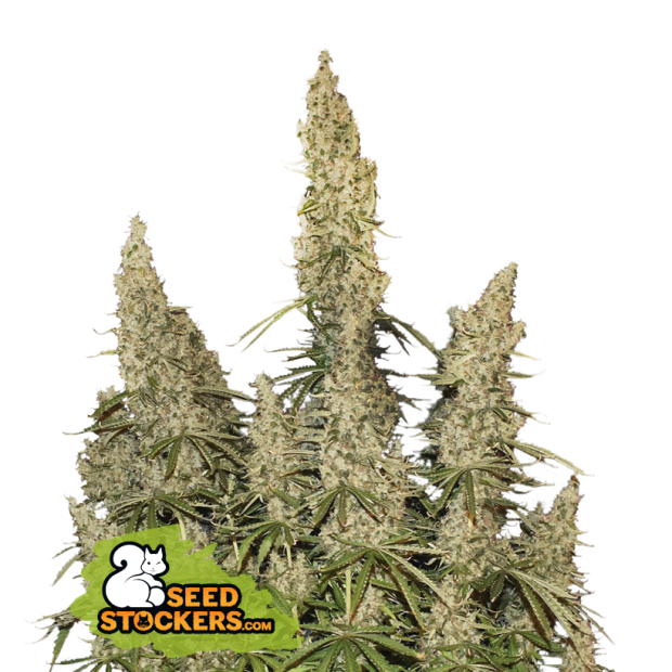 Seedstockers White Widow Auto 100 pcs feminised