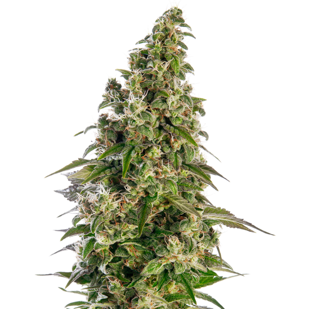 Sensi Seeds Afghani #1 Auto 3 Stk feminisiert