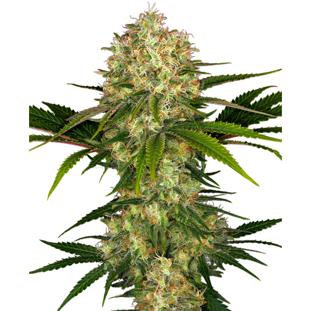 Sensi Seeds Afghani #1 3 pcs feminised