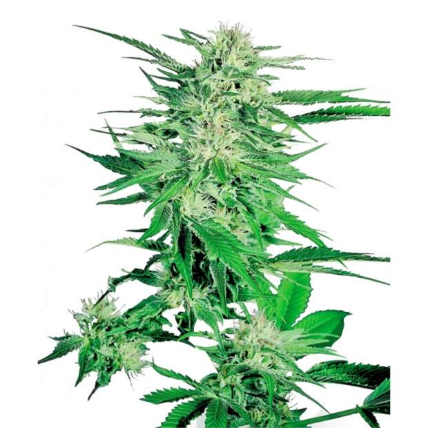 Sensi Seeds Big Bud 3 pcs feminised