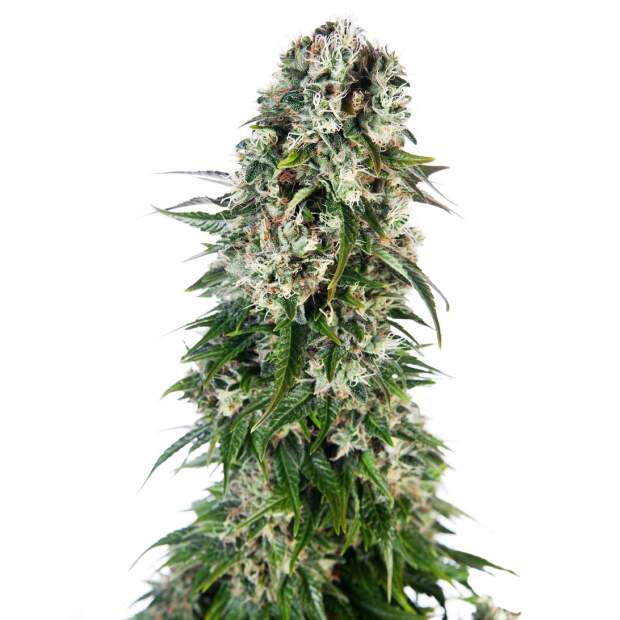 Sensi Seeds Big Bud Auto 3 pcs feminised