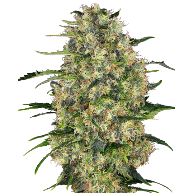 Sensi Seeds Black Domina 3 pcs feminised