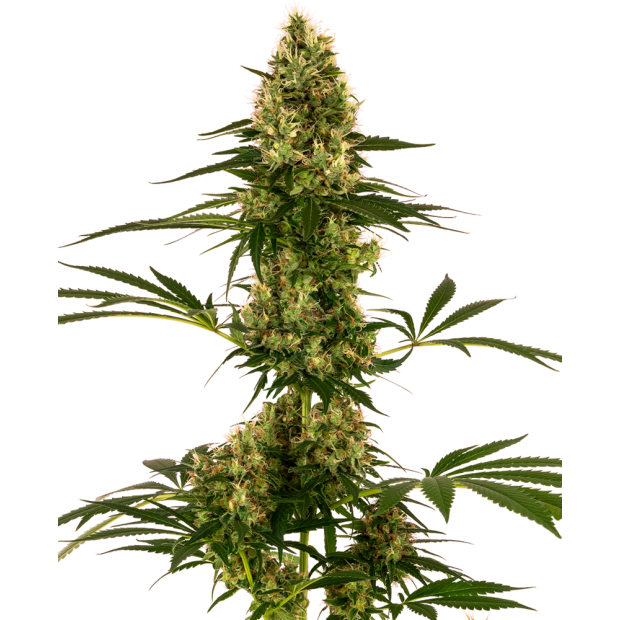 Sensi Seeds Blue Bullet Auto 5 pcs feminised