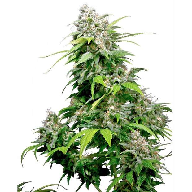 Sensi Seeds California Indica 3 Stk feminisiert