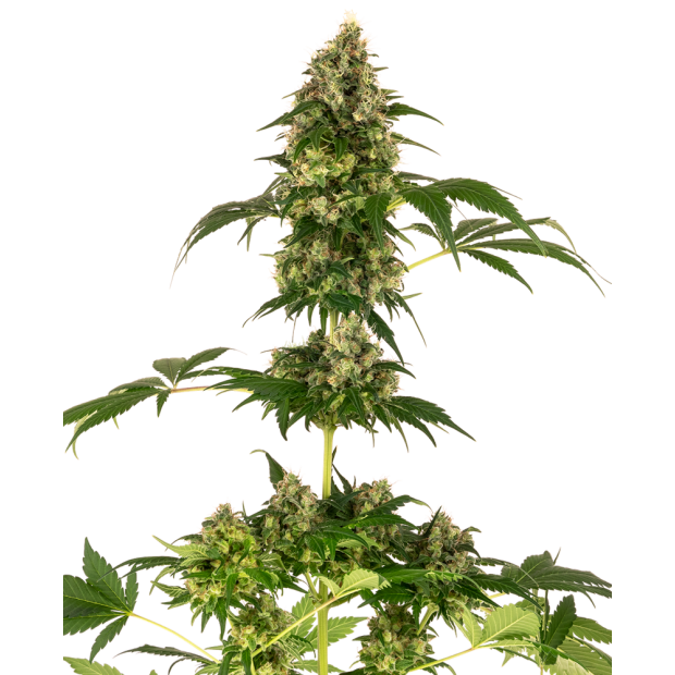 Sensi Seeds Cobalt Haze (Sensi #11) 5 pcs feminised