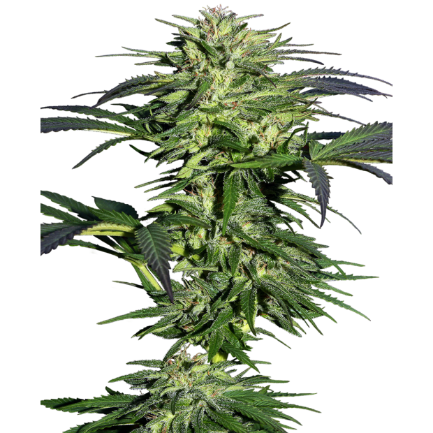 Sensi Seeds Durban 3 Stk feminisiert