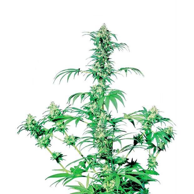 Sensi Seeds Early Girl 10 pcs regular