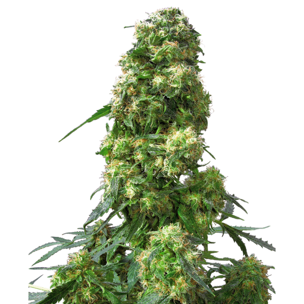 Sensi Seeds Early Skunk 5 Stk feminisiert