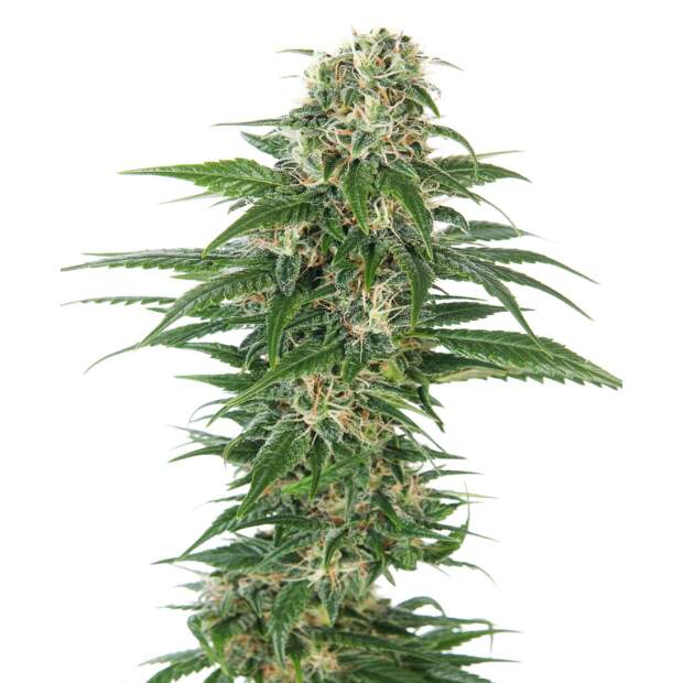 Sensi Seeds Early Skunk Auto 3 Stk feminisiert