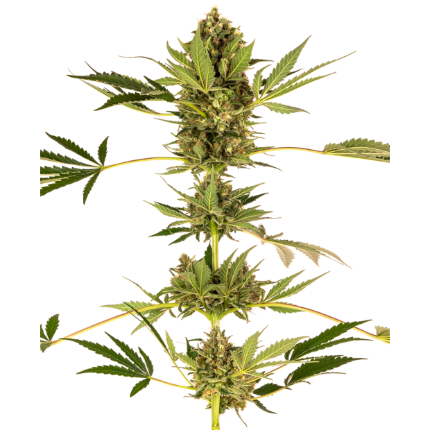 Sensi Seeds Himalayan CBD (Sensi #49) 5 Stk feminisiert