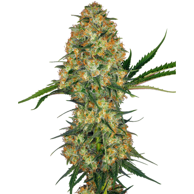 Sensi Seeds Hindu Kush 10 Stk feminisiert