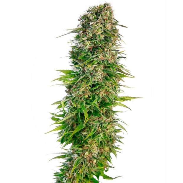 Sensi Seeds Hindu Kush Auto 3 pcs feminised