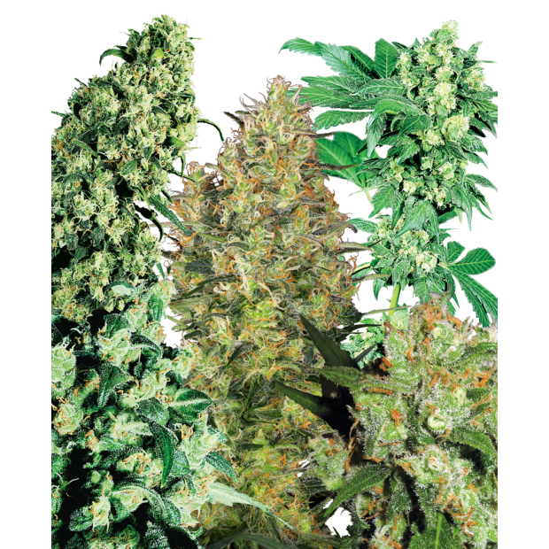 Sensi Seeds Indoor Mix 25 pcs regular