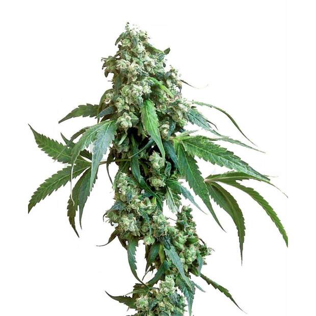 Sensi Seeds Jack Flash #5 5 Stk feminisiert