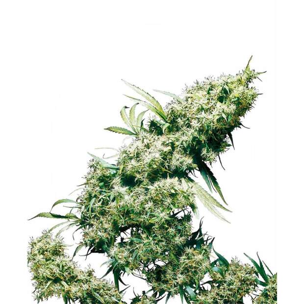 Sensi Seeds Jamaican Pearl 5 Stk feminisiert